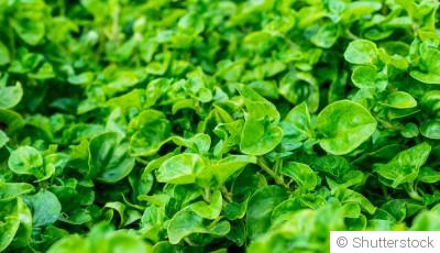 Comment faire pousser du cresson ?