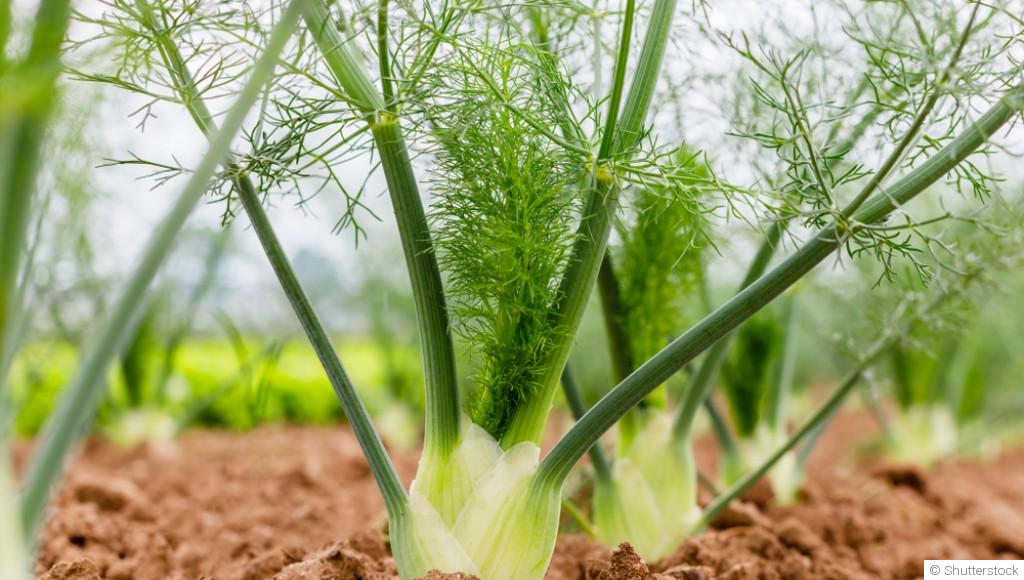 Comment faire pousser du fenouil à l\'infini ?