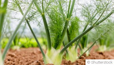Comment faire pousser du fenouil à l\'infini ?