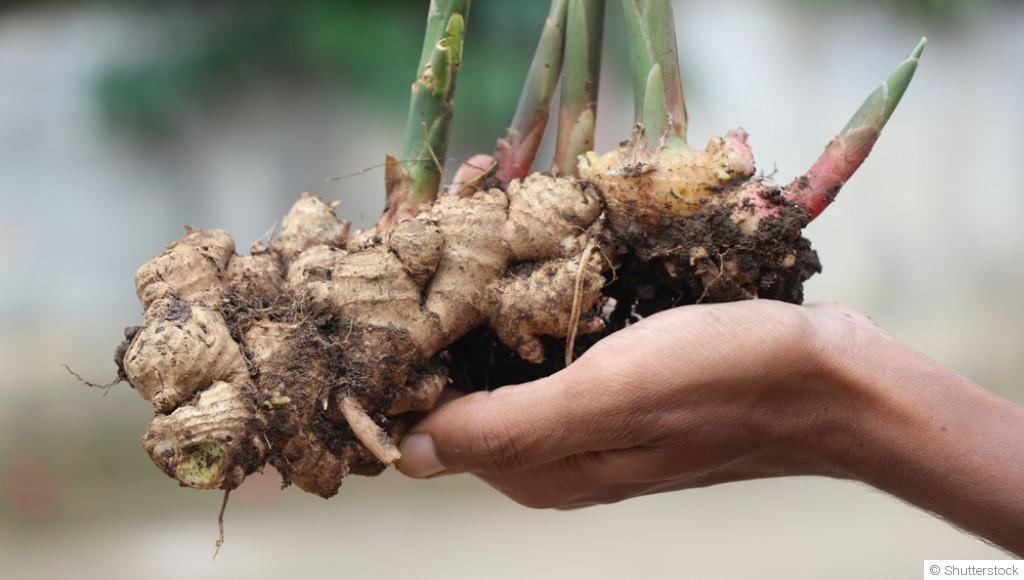 Comment faire pousser du gingembre à l\'infini ?