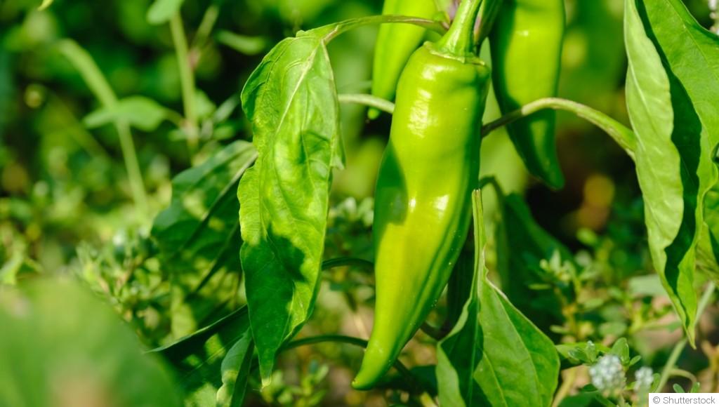 Comment faire pousser du piment ?