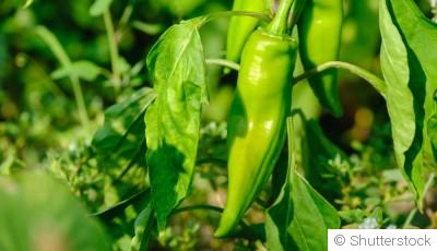 Comment faire pousser du piment ?