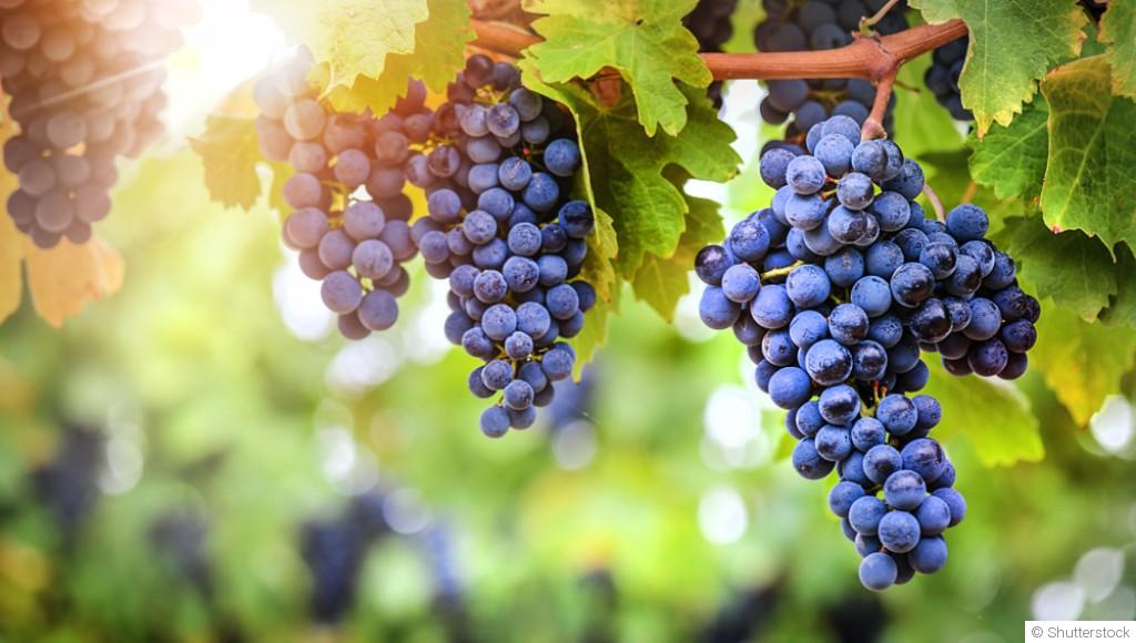 Comment faire pousser du raisin à partir de pépin ?