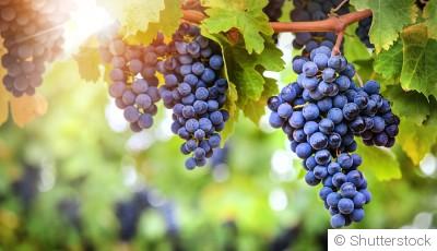 Comment faire pousser du raisin à partir de pépin ?