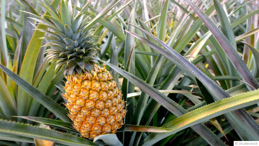 Comment faire pousser un ananas à l\'infini ?