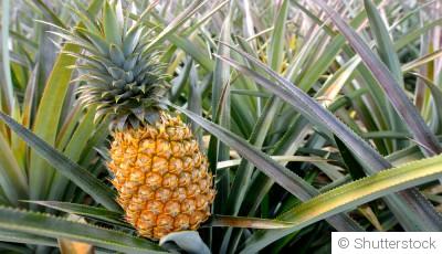 Comment faire pousser un ananas à l\'infini ?