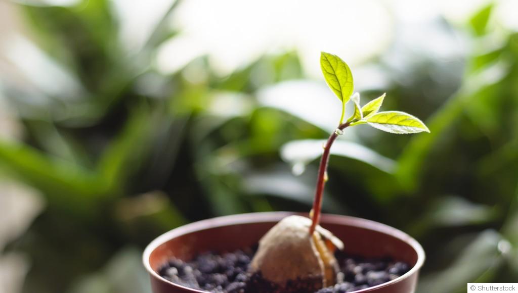 Comment faire pousser un avocat ?