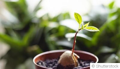 Comment faire pousser un avocat ?