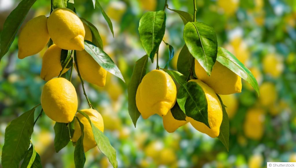 Comment faire pousser un citronnier ?