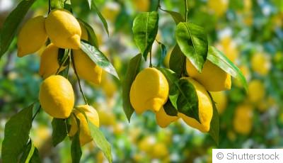 Comment faire pousser un citronnier ?