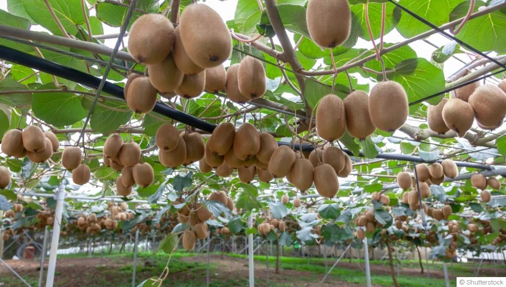Comment faire pousser un kiwi ?