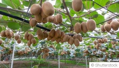 Comment faire pousser un kiwi ?