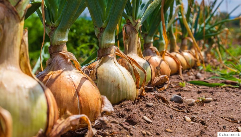 Comment faire pousser un oignon vert à l\'infini ?