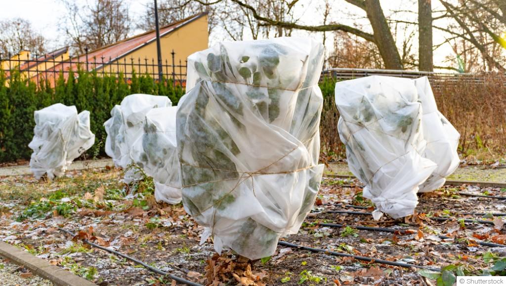 Protection des plantes en conteneur durant l\'hiver