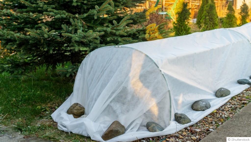 Comment protéger vos plantes des gelées nocturnes?
