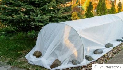 Comment protéger vos plantes des gelées nocturnes?