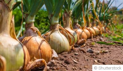 Comment repiquer des oignons ?