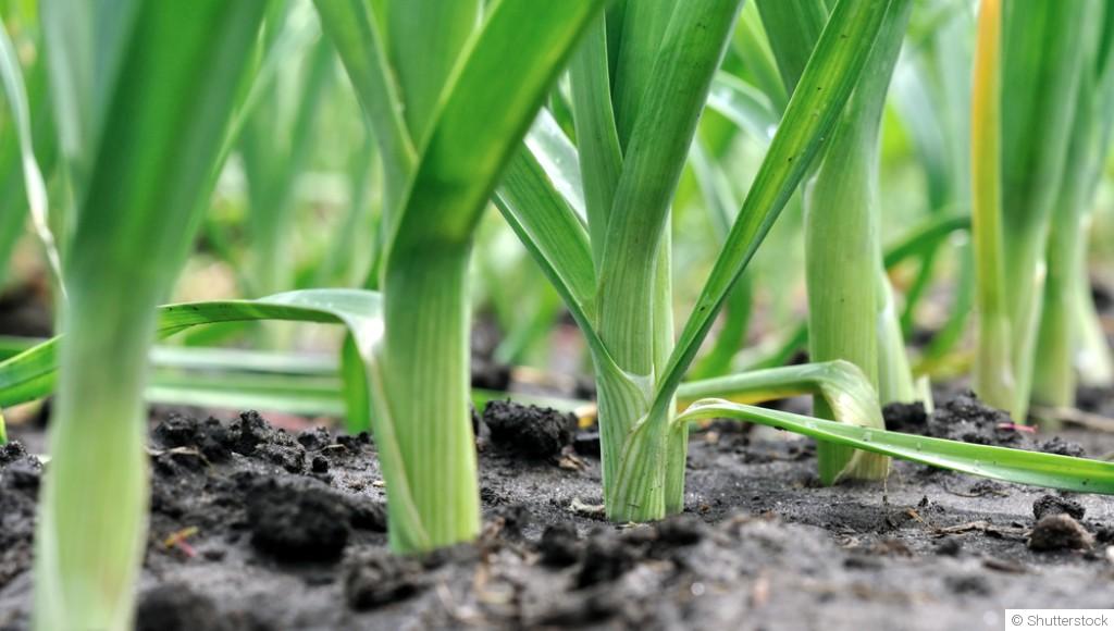 Comment repiquer des poireaux ?