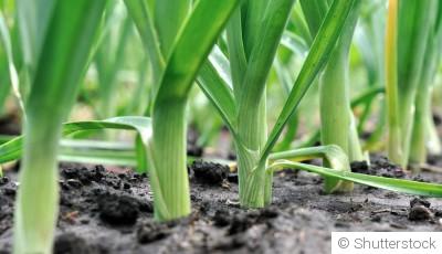 Comment repiquer des poireaux ?