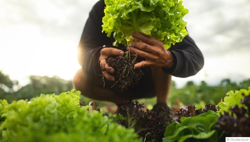 Comment repiquer des salades ?
