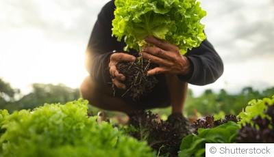 Comment repiquer des salades ?