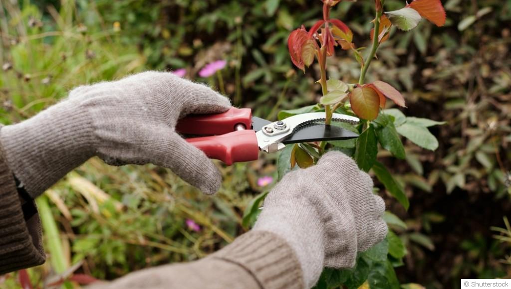 Comment repiquer un rosier ?