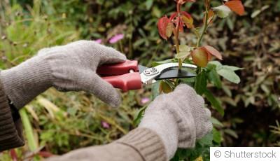 Comment repiquer un rosier ?