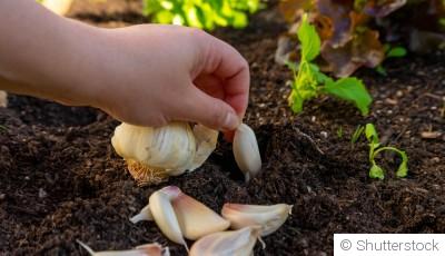 Réussir la culture de l\'ail en hiver