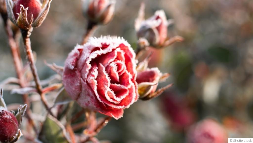 Roses en hiver : soins et protection