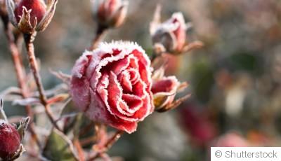 Roses en hiver : soins et protection