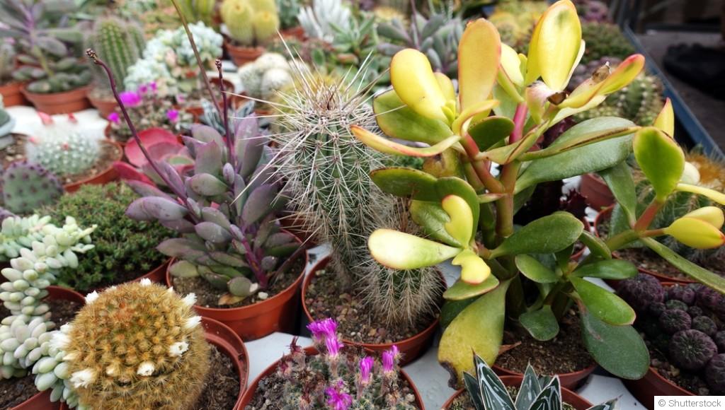 Cultiver et prendre soin des succulentes en hiver