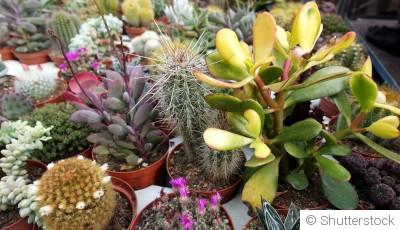 Cultiver et prendre soin des succulentes en hiver