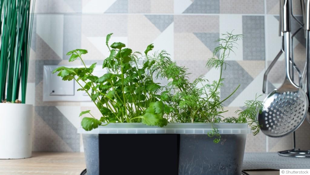 Cultiver un potager d\'intérieur en hiver: Guide pour débutants