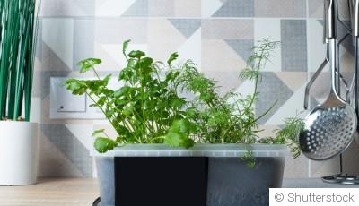 Cultiver un potager d\'intérieur en hiver: Guide pour débutants