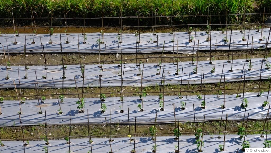 Jardinage en hiver : utilisation de couvertures de sol vivantes