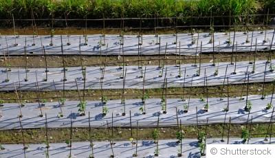 Jardinage en hiver : utilisation de couvertures de sol vivantes