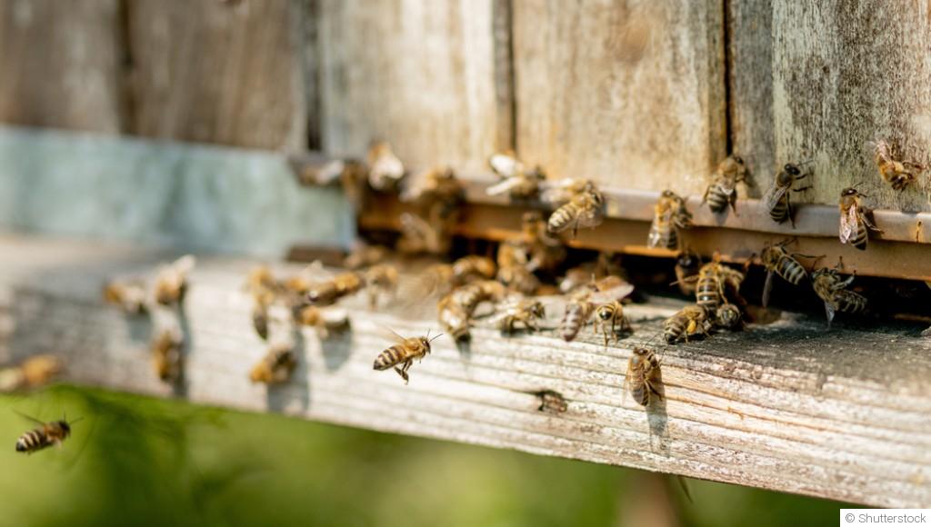 Attirer la faune dans votre jardin : abeilles et hérissons