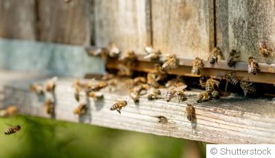 Attirer la faune dans votre jardin : abeilles et hérissons