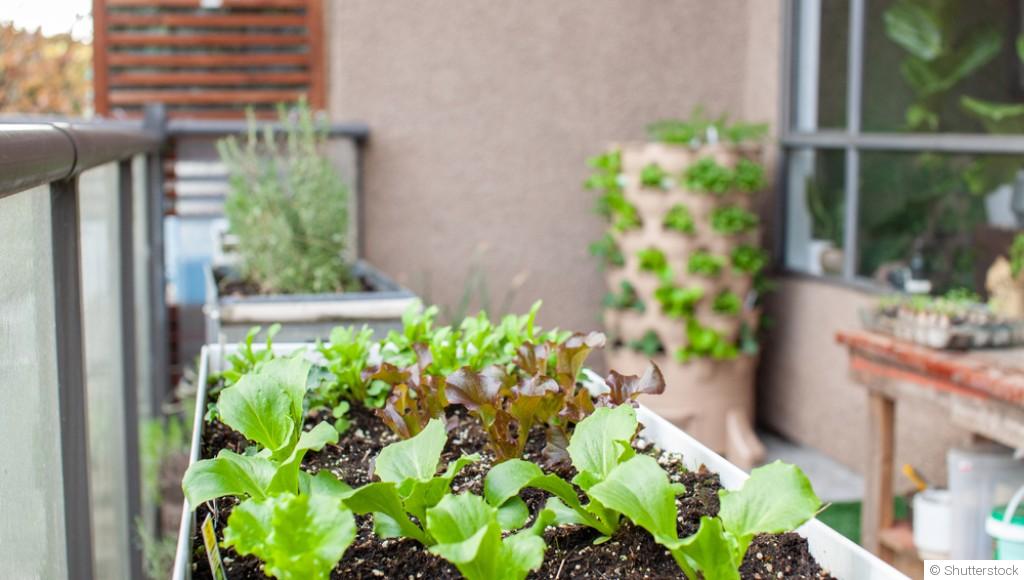 Comment créer un jardin comestible dans un petit espace