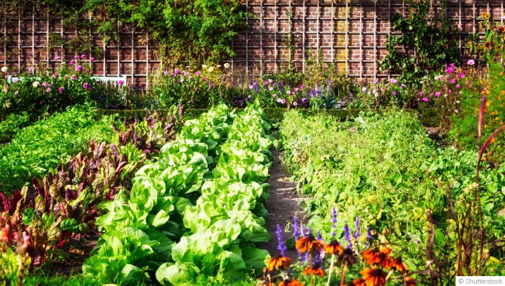 Cultiver des fruits et légumes en milieu urbain