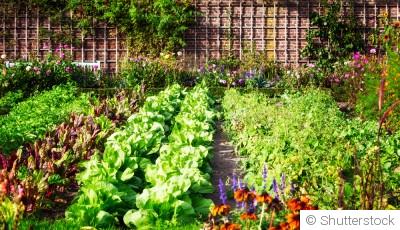 Cultiver des fruits et légumes en milieu urbain