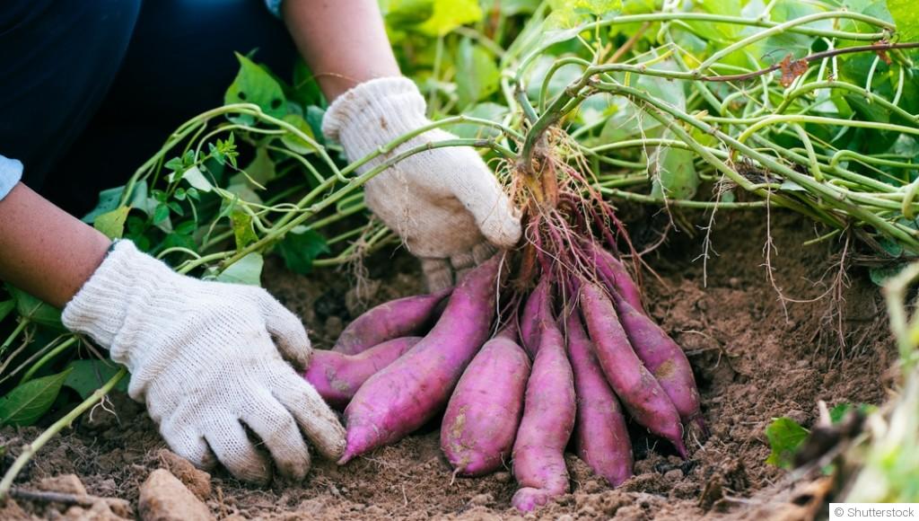 Cultiver des légumes exotiques en climat tempéré