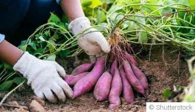 Cultiver des légumes exotiques en climat tempéré