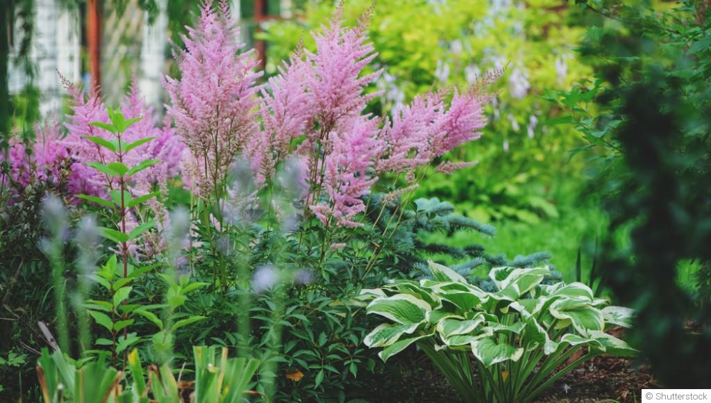 Des arbustes parfaits pour des jardins ombragés