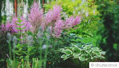 Des arbustes parfaits pour des jardins ombragés