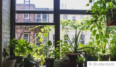 Jardinage en appartement : astuces pour espaces réduits