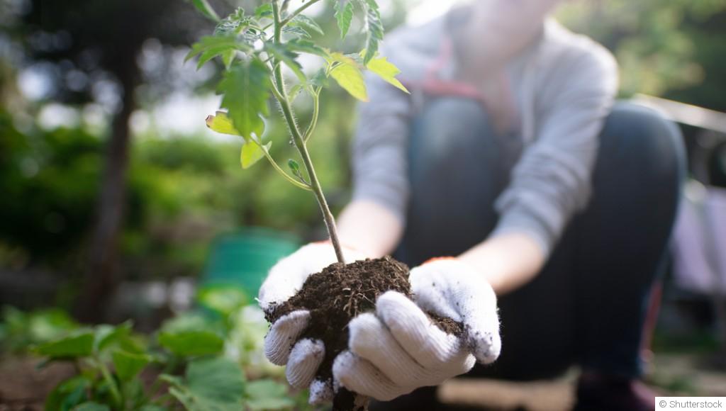 Jardiner sans pesticides : alternatives naturelles