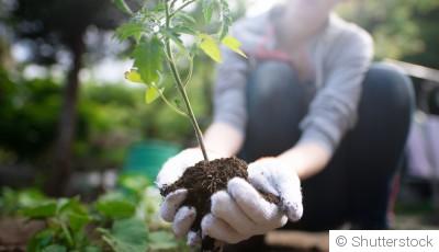 Jardiner sans pesticides : alternatives naturelles