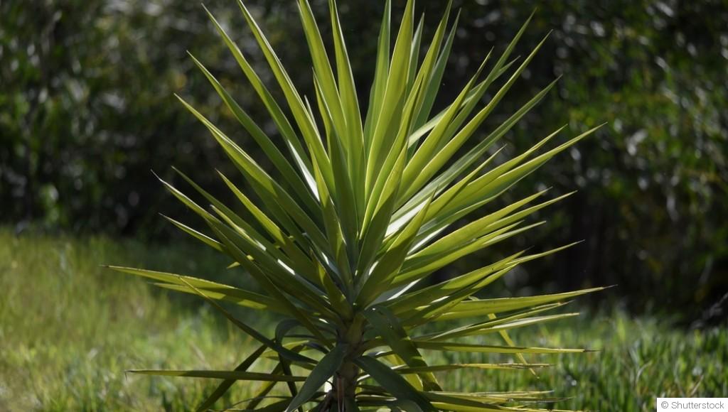 Les plantes résistantes au froid : yucca et passiflore
