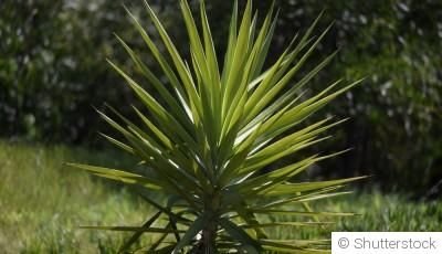 Les plantes résistantes au froid : yucca et passiflore